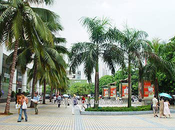 Haikou street lined with coconut palms
